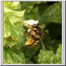 Anthidium manicatum - Grosse Wollbiene w03 10mm auf Melissa officinalis-Zitronenmelisse.jpg